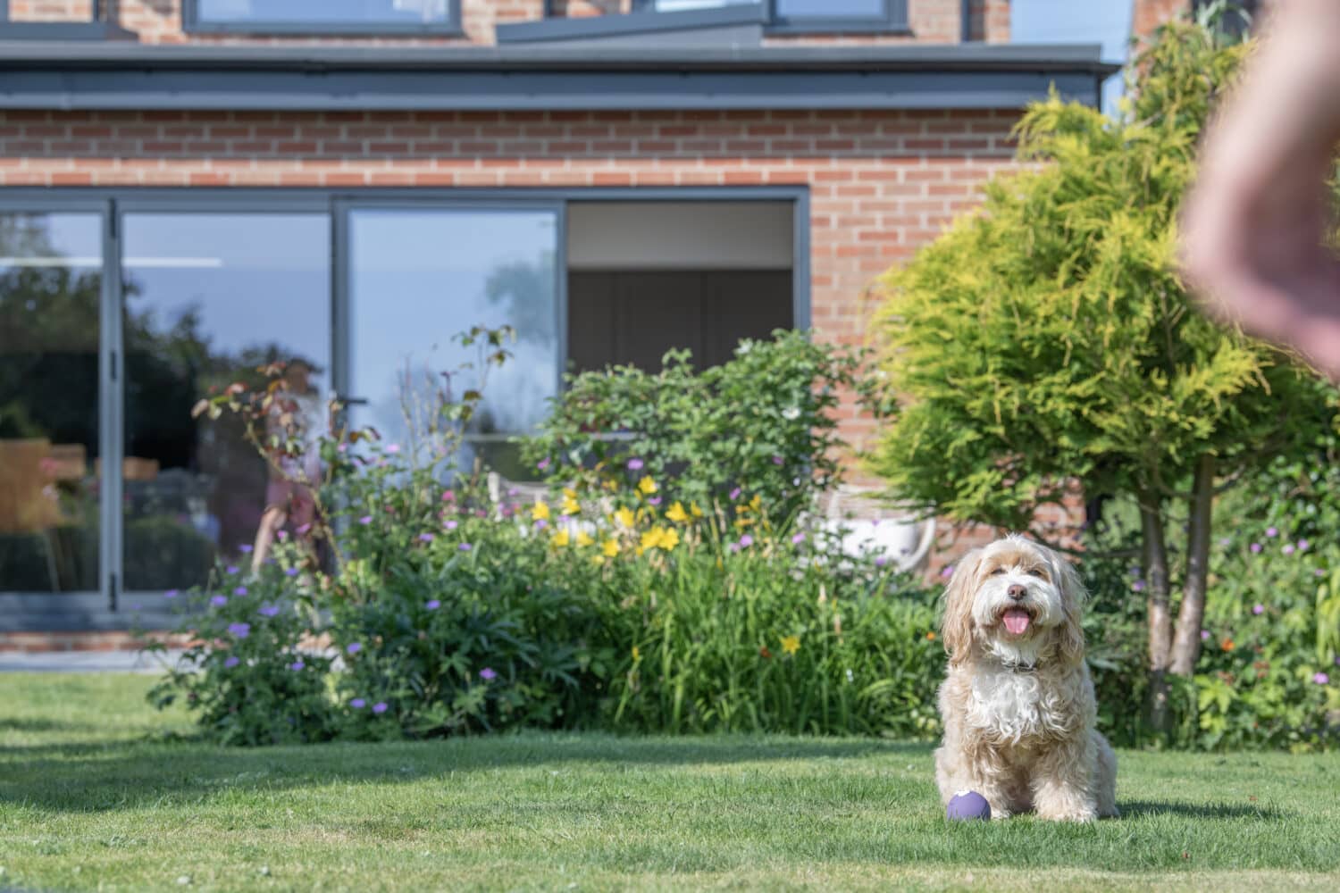 A fluffy brown and white dog sits on green grass with a purple ball in front, in a garden with flowers and bushes. A modern brick house with large windows and sleek bifold doors is in the background.